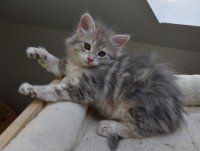 nymeria-stashkot-pl.jpg